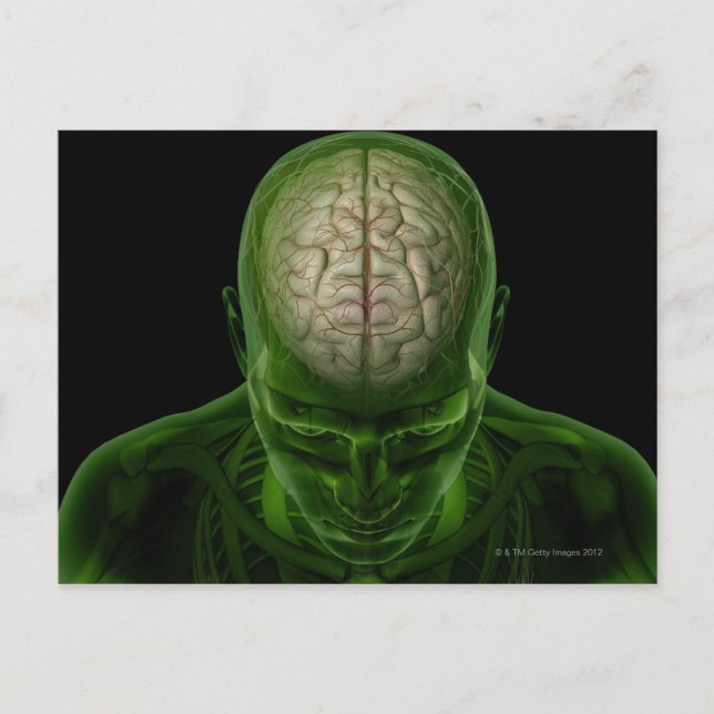 Brain Arteries Postcard (Front)
