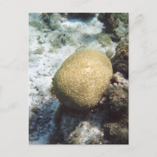 Brain Coral Photo Postcard (Front)