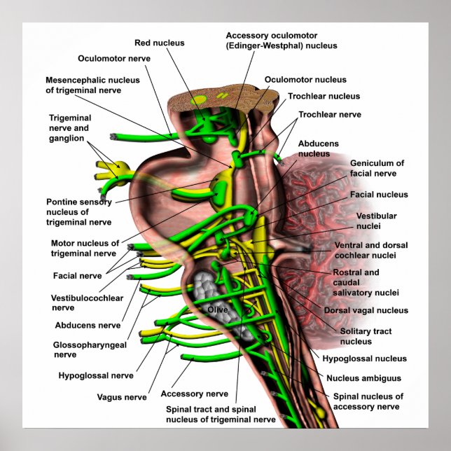 Brain stem showing origin of various nerves poster (Front)