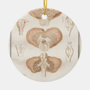 Brain Three - Neuroanatomy Ceramic Ornament
