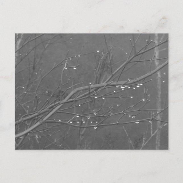 Branch in the Rain Postcard (Front)