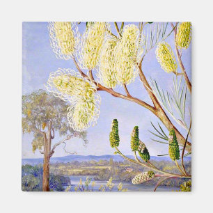 Branch of a Grevillea and View on the Swan River, Magnet
