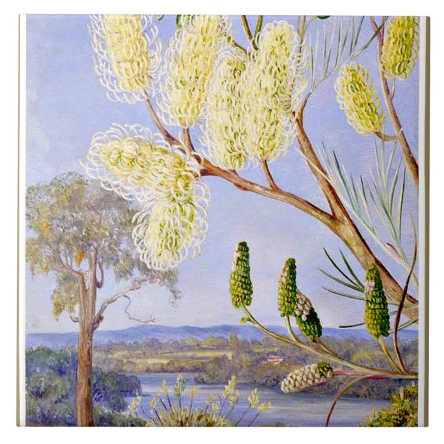 Branch of a Grevillea and View on the Swan River Tile (Front)