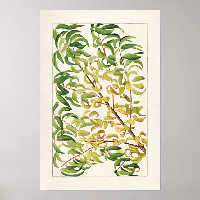Branch of peach (Prunus Persica) Painting Poster (Front)