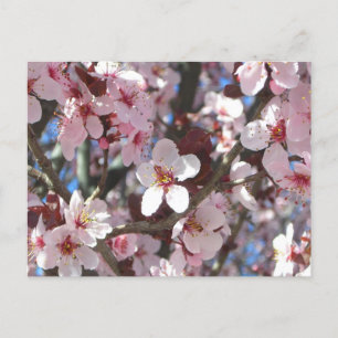Branch of Pink Blossoms Spring Floral Postcard