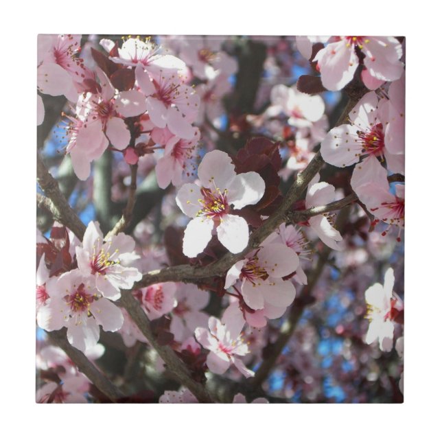 Branch of Pink Blossoms Spring Floral Tile (Front)