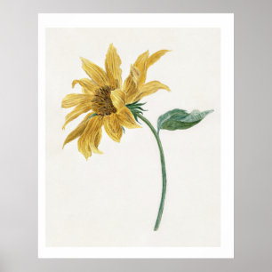 Branch with a sunflower (1714–1760) painting  poster