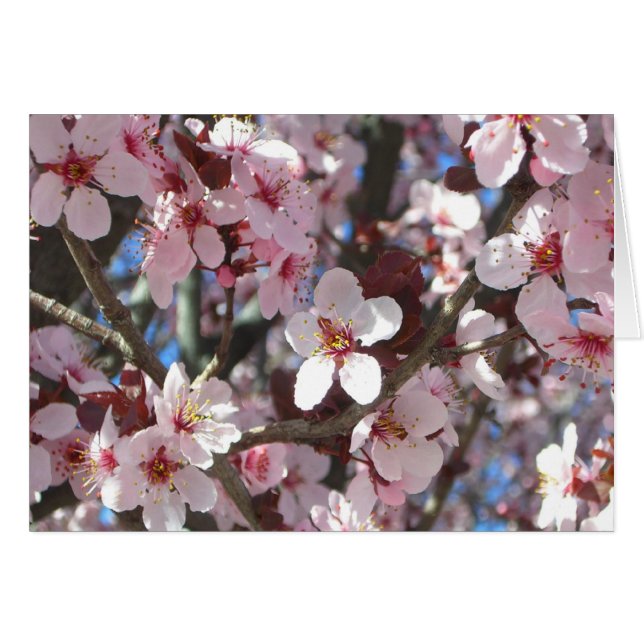 Branche de fleurs roses Printemps Floral (Devant horizontal)