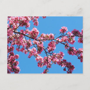 Branche des cartes postales en fleurs de cerisier