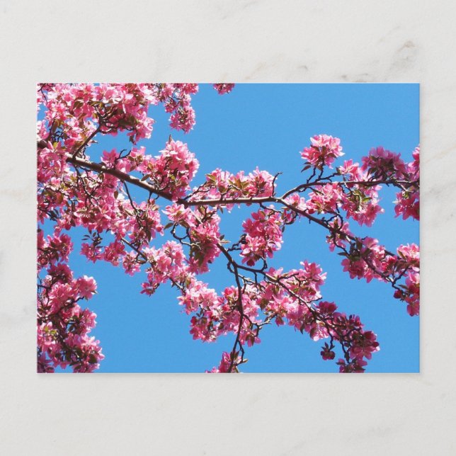 Branche des cartes postales en fleurs de cerisier (Devant)