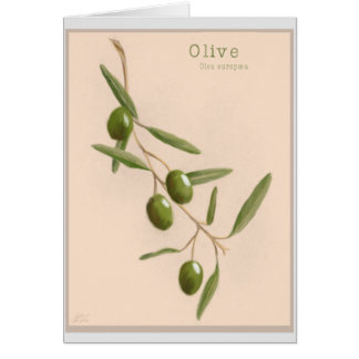 Branche d'olivier