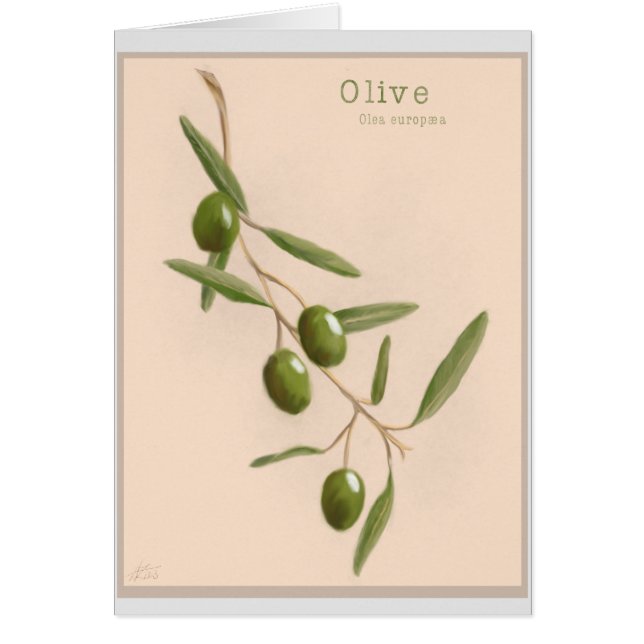 Branche d'olivier (Devant)