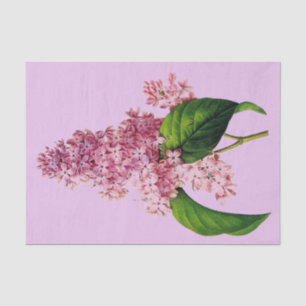 Branche lilas 10" botanique X 15" papier de soie