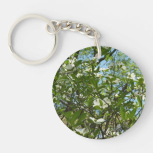 Branche of Dogwood Blossoms Spring Trees