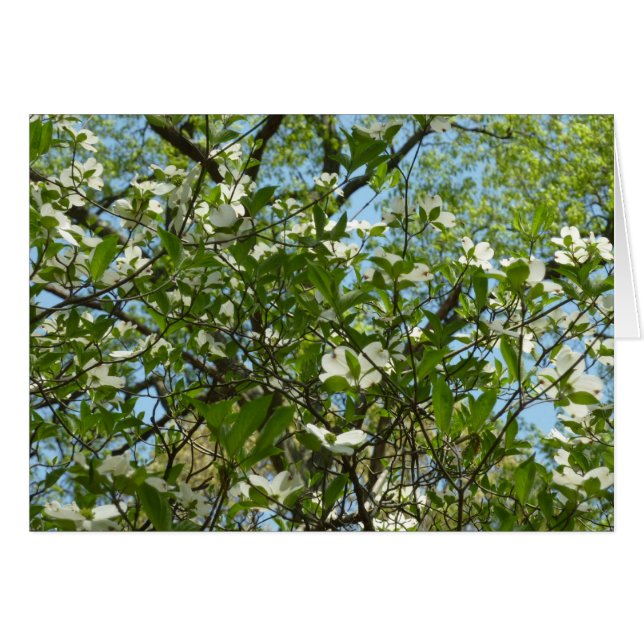 Branche of Dogwood Blossoms Spring Trees (Devant horizontal)