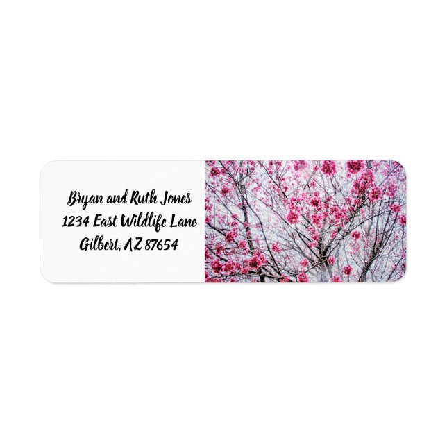 Branches and Blooms of a Cherry Tree (Front)