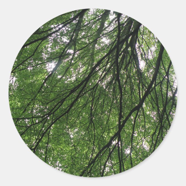 Branches and Leaves Stickers (Front)