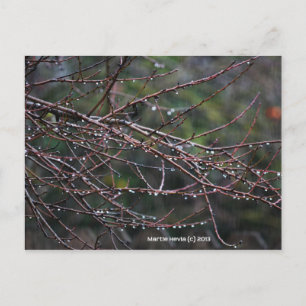 Branches in the Rain   Blue Beach Song™ Postcard