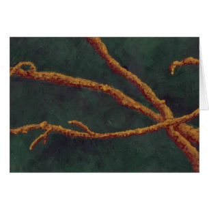 Branches nues