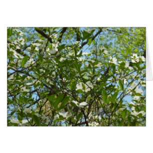 Branches of Dogwood Blossoms Spring Trees