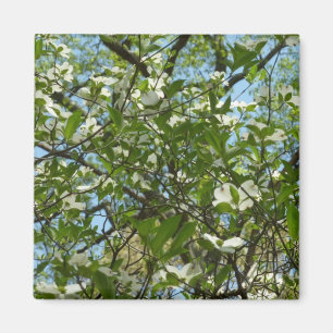 Branches of Dogwood Blossoms Spring Trees Magnet