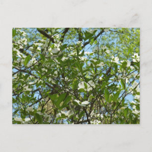 Branches of Dogwood Blossoms Spring Trees Postcard