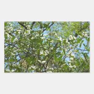 Branches of Dogwood Blossoms Spring Trees Sticker
