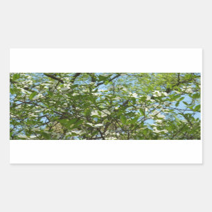 Branches of Dogwood Blossoms Spring Trees Sticker