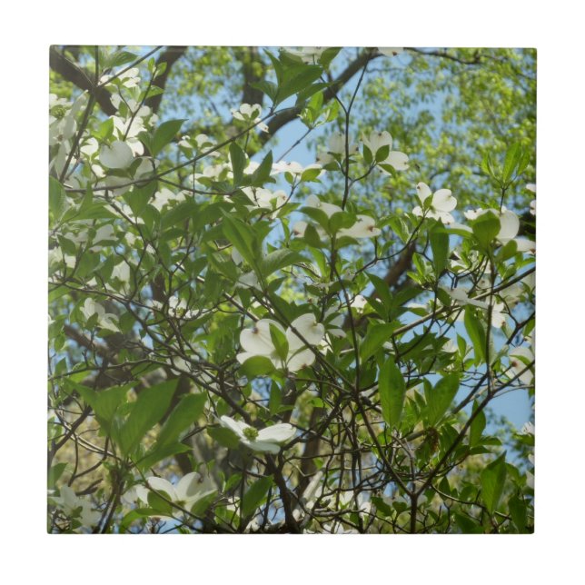 Branches of Dogwood Blossoms Spring Trees Tile (Front)