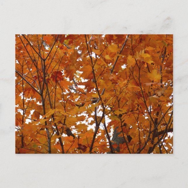 Branches of Maple Leaves I Orange Autumn Postcard (Front)