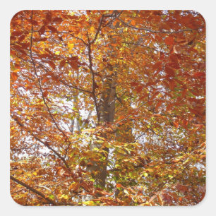 Branches of Orange Leaves Autumn Nature Square Sticker