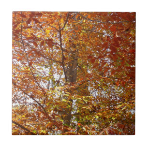 Branches of Orange Leaves Autumn Nature Tile