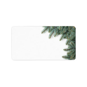 Branches Of Silver Spruce On White Background Label