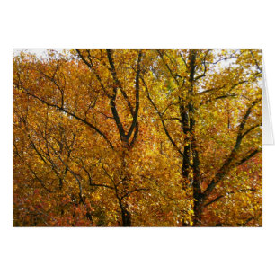 Branches of Yellow Leaves Bright Autumn Colourful