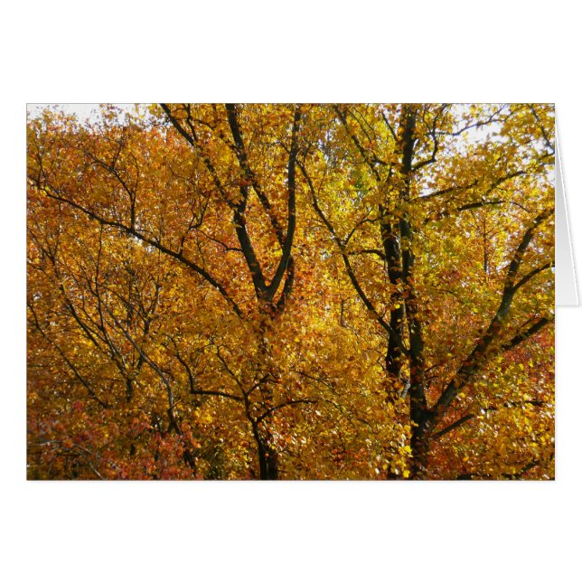 Branches of Yellow Leaves Bright Autumn Colourful (Front Horizontal)