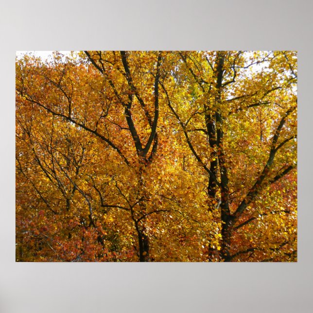 Branches of Yellow Leaves Bright Autumn Colourful Poster (Front)