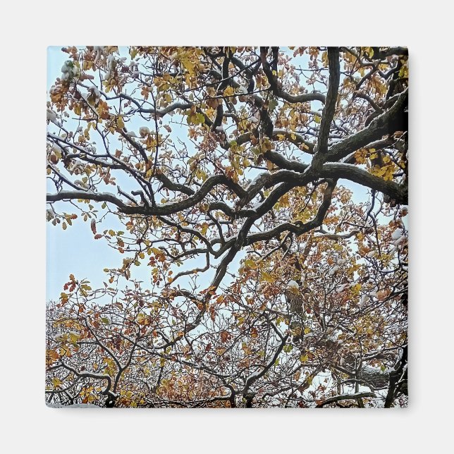 Branches, with orange leaves and snow magnet (Front)