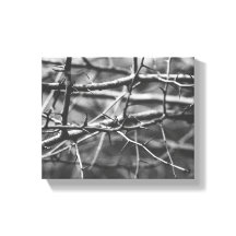 Branches with spines