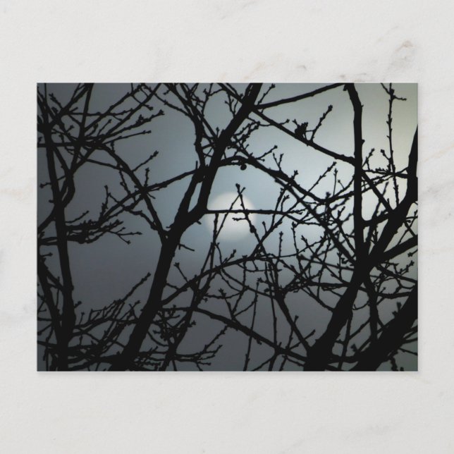 Branching Blank Notecard 2 Postcard (Front)