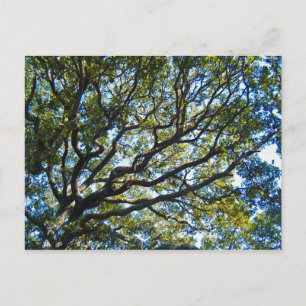Branching Out Postcard