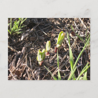 Brand-new milkweed plants announcement postcard
