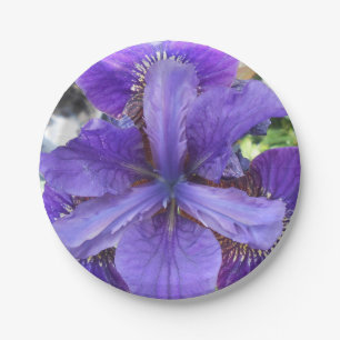 Brandeis Paper Plate