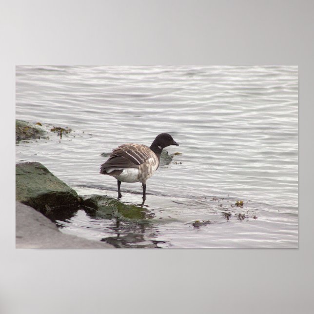 Brant Goose Photo Poster (Front)
