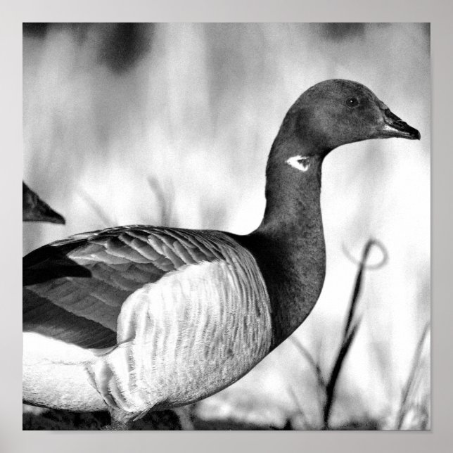 Brant Goose Poster (Front)