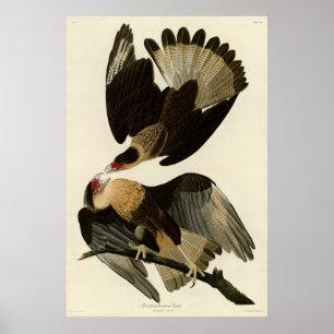 Brasilian Caracara Eagle, Audubon Birds of America Poster