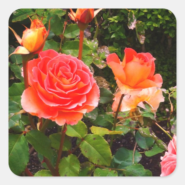 Brass Band Rose #1-1 Stickers (Front)