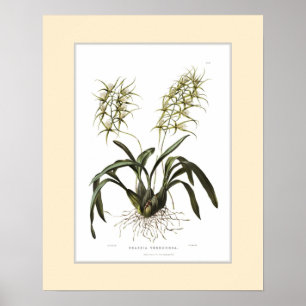 Brassia verrucosa,Custom border Poster
