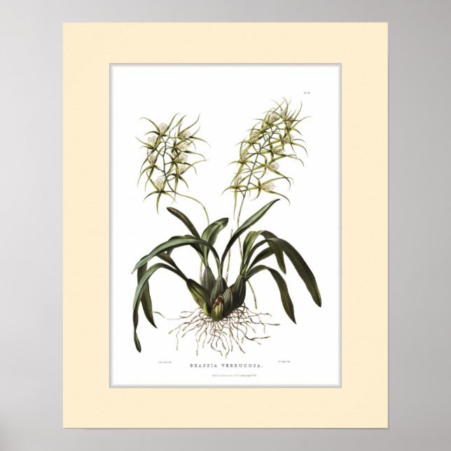 Brassia verrucosa,Custom border Poster (Front)