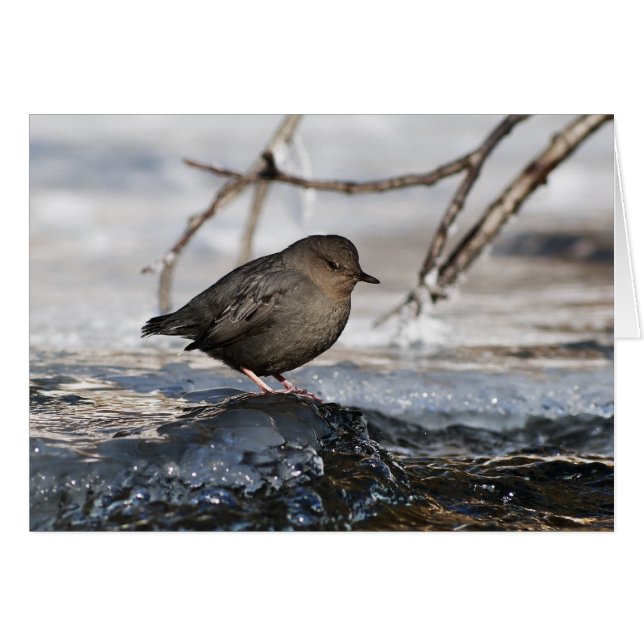 Brave American Dipper (Front Horizontal)