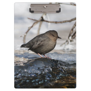 Brave American Dipper Clipboard